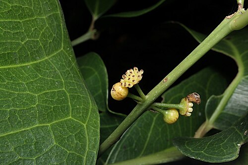 Large-leaved wilkiea: Wilkiea macrophylla flowers