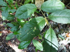 Tetra beech (Wilkiea pubescens)