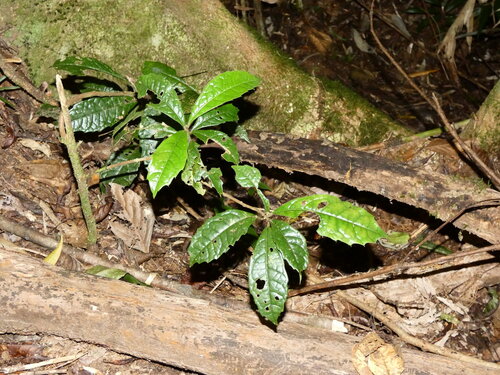 Tetra beech (Wilkiea pubescens)