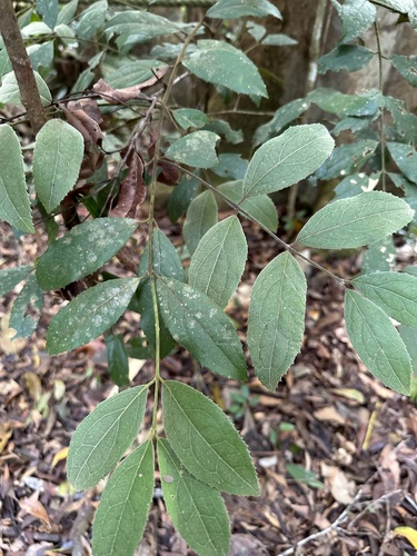 Tetra beech (Wilkiea pubescens)