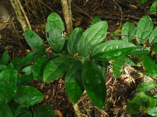 Tetra beech (Wilkiea pubescens)