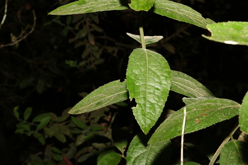 Tetra beech (Wilkiea pubescens)