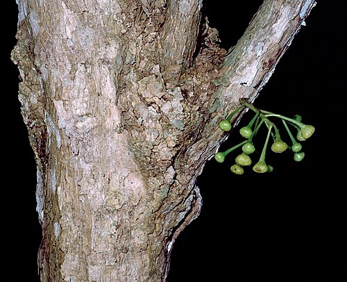 Wilkiea rigidifolia: Cauliflory in Wilkiea rigidifolia in the Atherton Arboretum