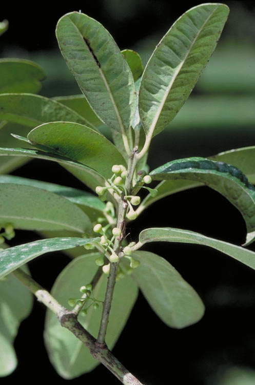 Wilkiea rigidifolia: Wilkiea rigidifolia