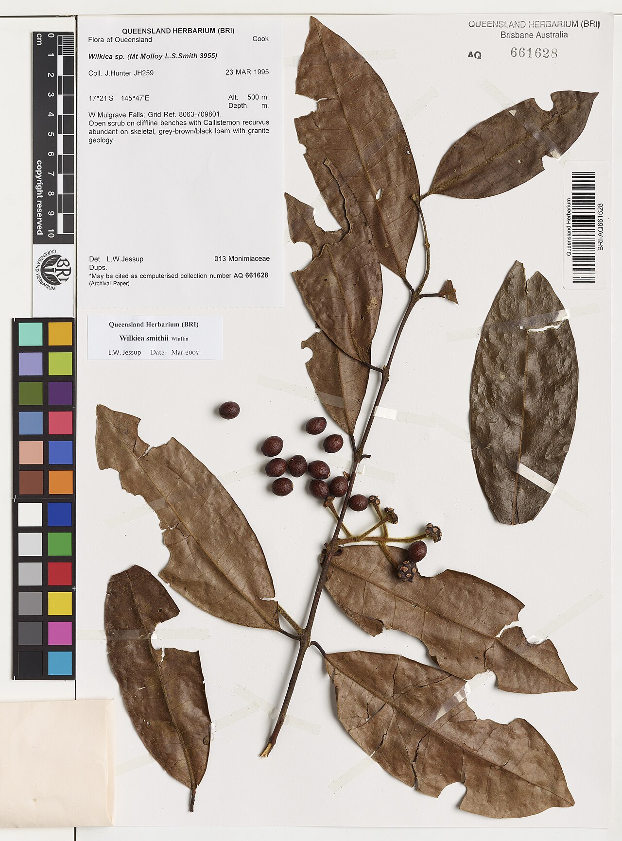 Wilkiea smithii: Wilkiea smithii herbarium specimen AQ661628