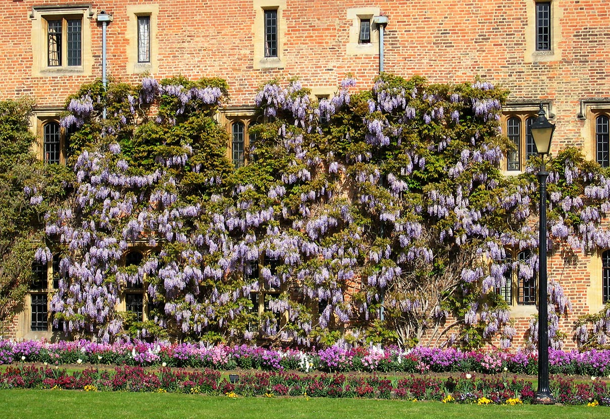 Chinese wisteria: Wisteria sinensis trained to up and along an Elizabethan wall at Magdalene College, Cambridge , England