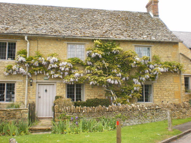 Chinese wisteria: Wisteria covered house in Church Enstone, Oxfordshire