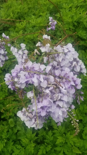 Chinese wisteria (Wisteria sinensis)