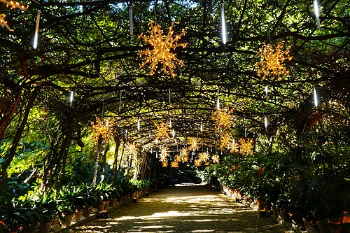 Chinese wisteria: Arbor with wisteria and Christmas lighting in La Concepción Botanical Historical Garden, Málaga, Spain.