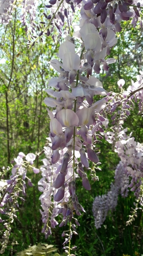 Chinese wisteria (Wisteria sinensis)
