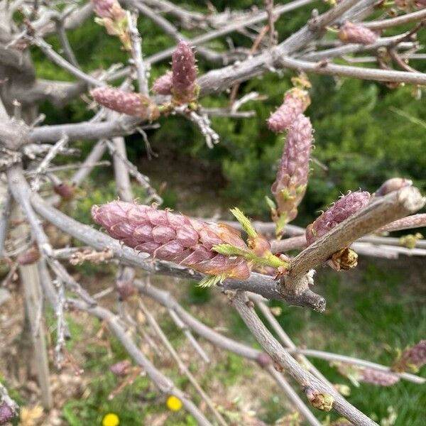 Chinese wisteria (Wisteria sinensis)