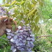 Chinese wisteria (Wisteria sinensis)