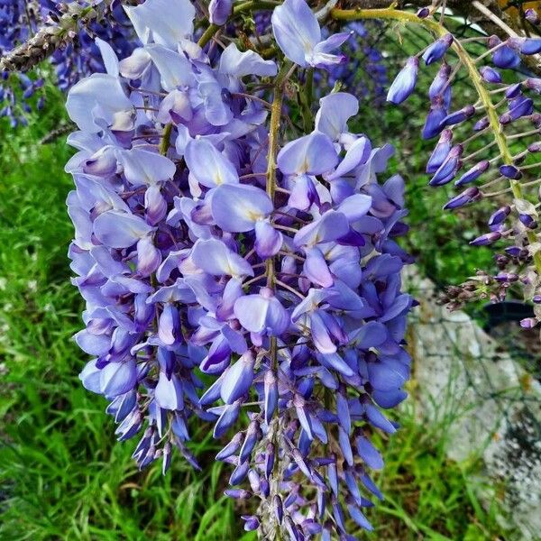 Chinese wisteria (Wisteria sinensis)