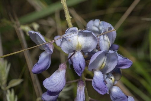 Chinese wisteria