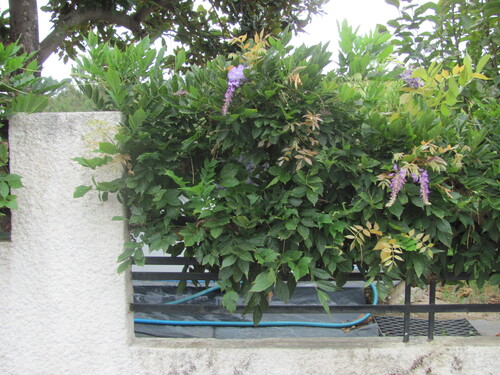 Chinese wisteria (Wisteria sinensis)