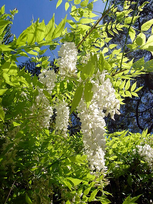 Chinese wisteria: Wisteria sinensis (Chinese wisteria). Taken in The Alameda Gibraltar Botanic Gardens , Gibraltar