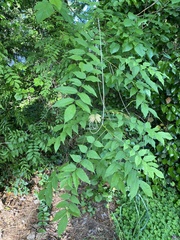Wisteria (Wisteria × formosa)