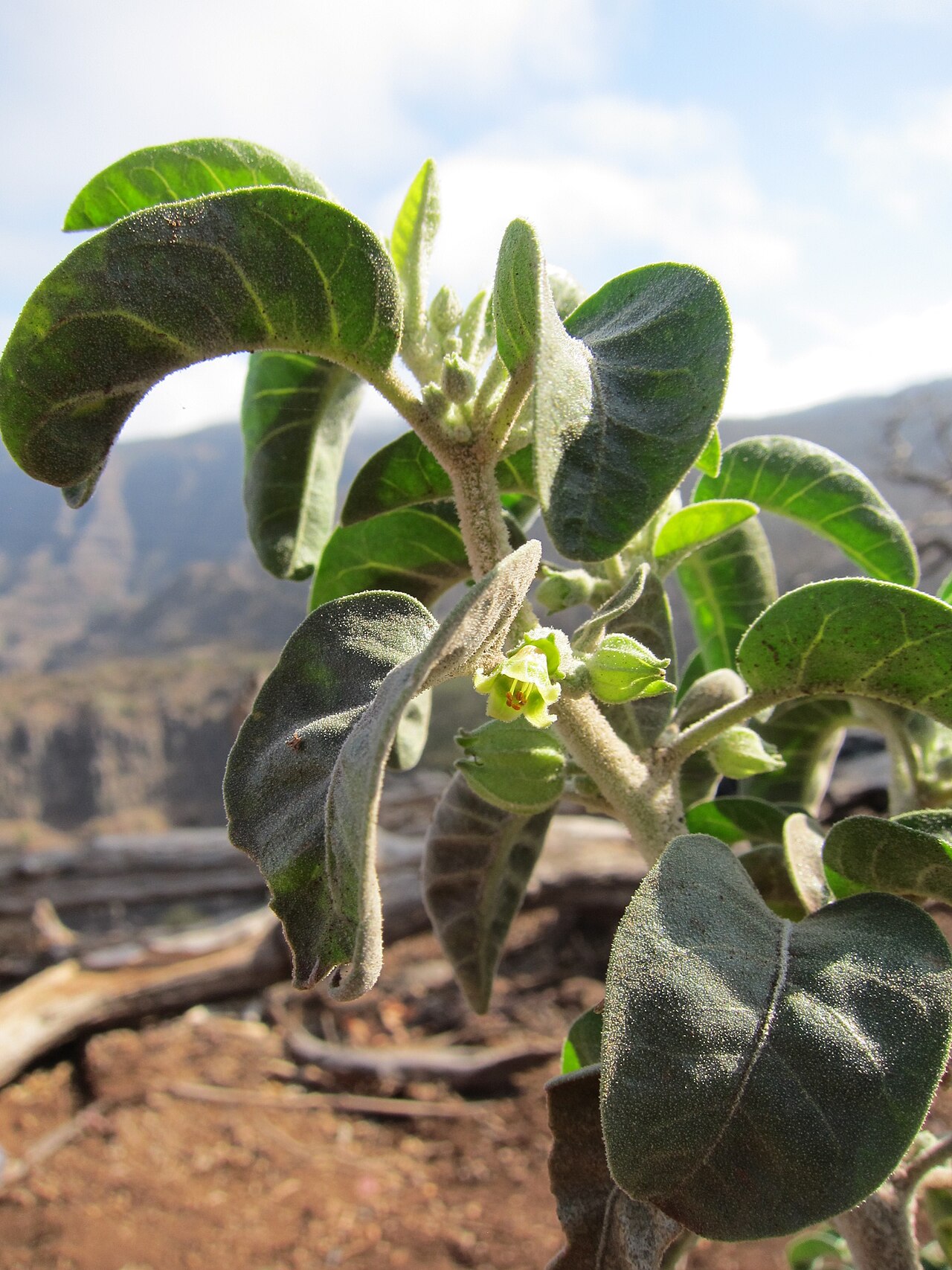 Withania grisea: Withania grisea (Hepper & Boulos) Thulin, Forêt du Day, près de la maison du Gouverneur, Djibouti.