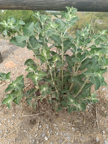 Ashwagandha (Withania somnifera)