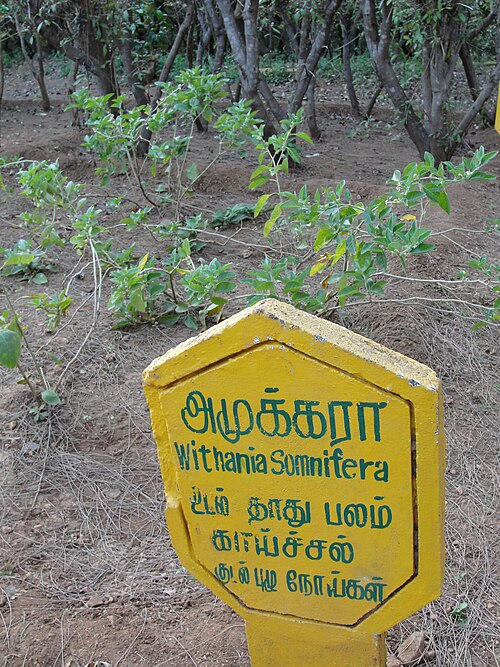 Ashwagandha: A field of Withania somnifera. Location: A herbal Garden in Forest Extension Center, Sithar Koyil, Salem, Tamil Nadu, India.