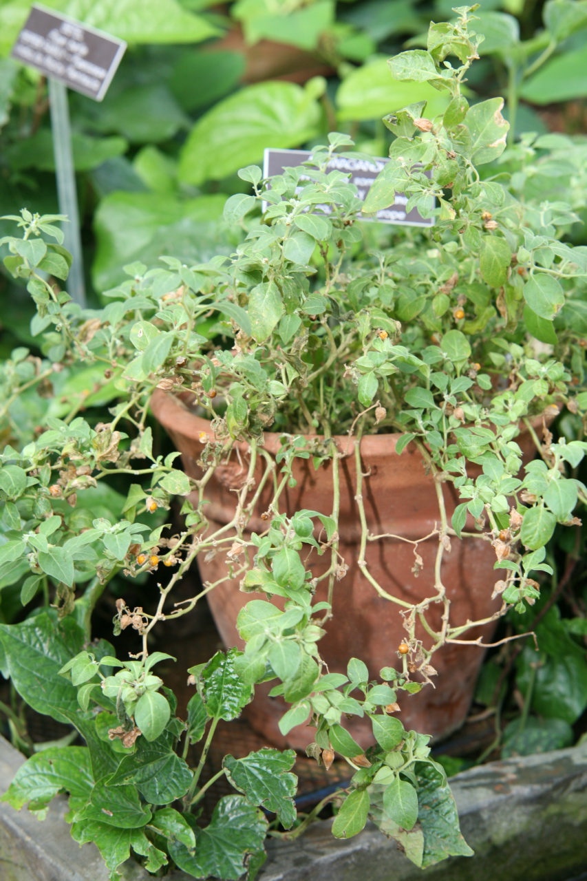 Ashwagandha (Withania somnifera)