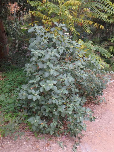 Ashwagandha (Withania somnifera)