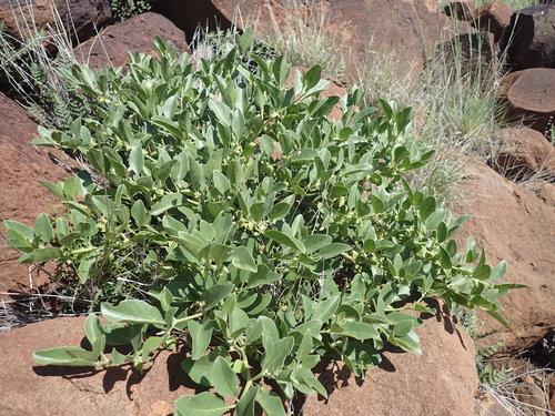 Ashwagandha (Withania somnifera)