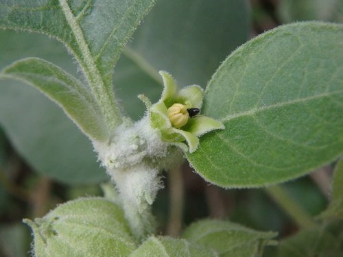 Ashwagandha (Withania somnifera)