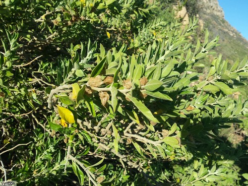 Ashwagandha (Withania somnifera)