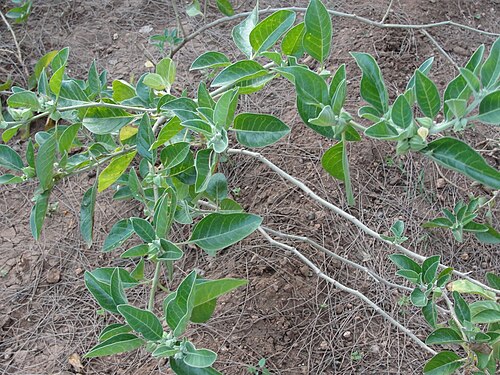 Ashwagandha: This media file was uploaded as a part of the TamilWiki Media Contest .