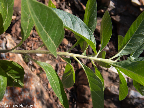 Ashwagandha (Withania somnifera)