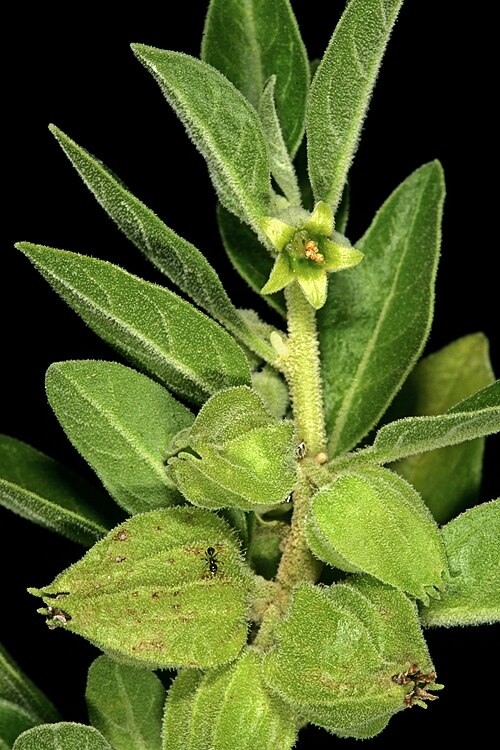 Ashwagandha: Withania somnifera , flower and developing fruit; Manie van der Schijff Botanical Garden, University of Pretoria, Pretoria, Gauteng, South Africa
