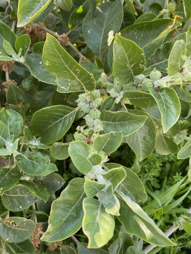 Ashwagandha (Withania somnifera)
