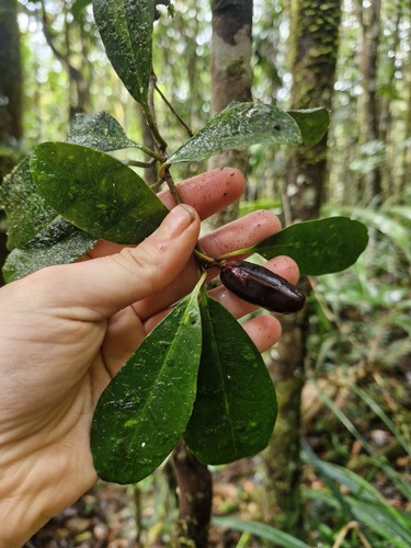 Wittsteinia balansae (Wittsteinia balansae)