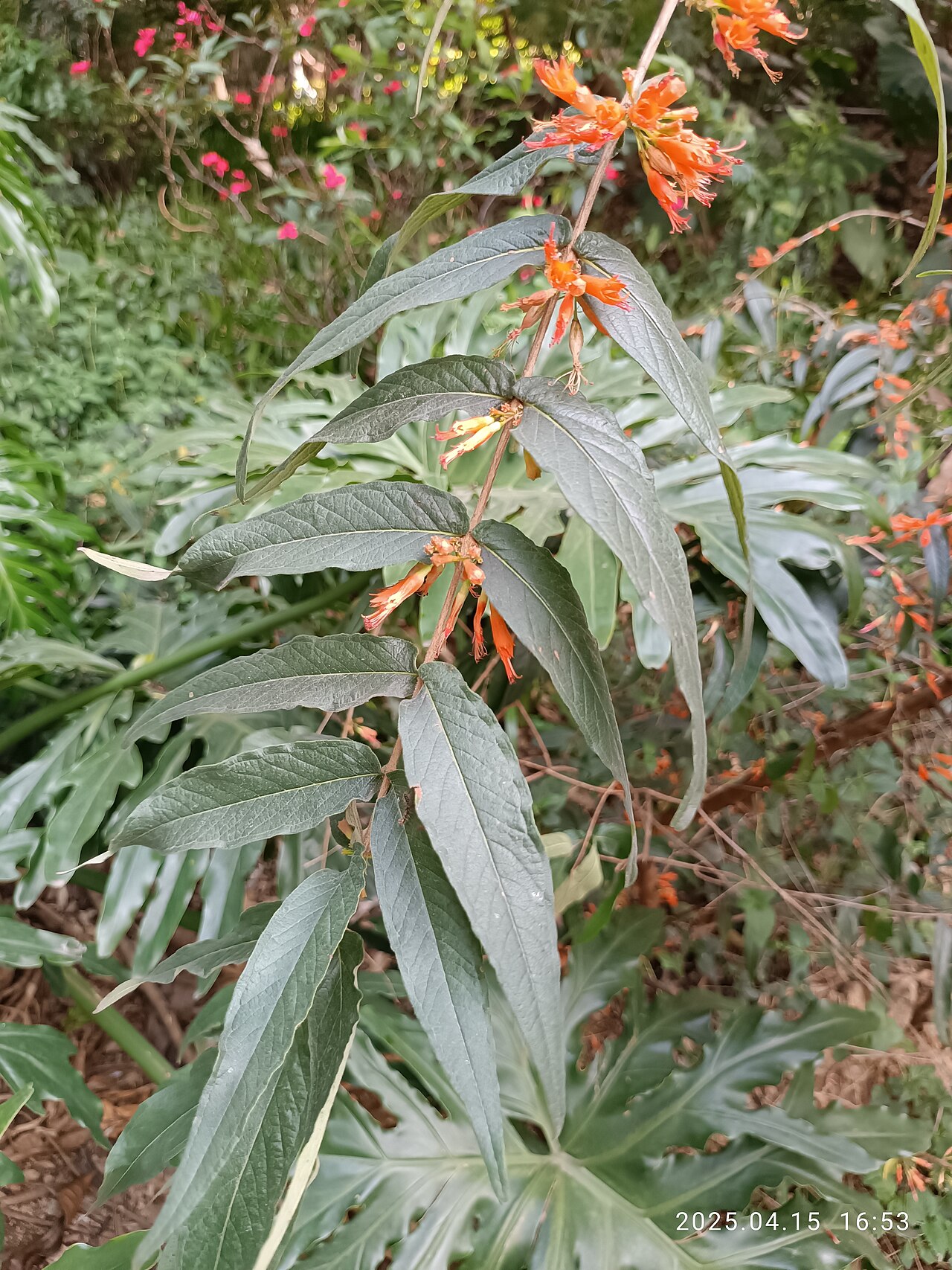Woodfordia fruticosa: SZ 深圳 Shenzhen 南山區 Nanshan 賜廟路 CiMiao Road flora 蝦子花 Woodfordia fruticosa flower n green leaves in April 2025 蝦子花 Woodfordia fruticosa