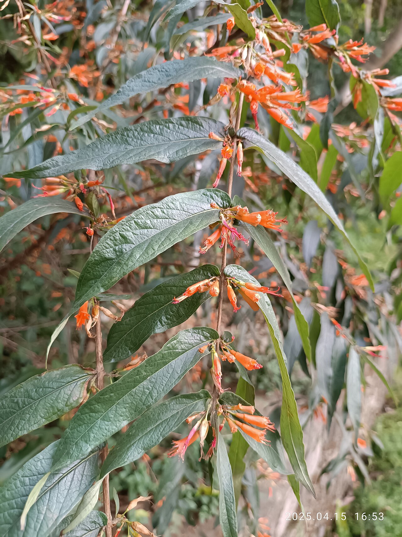 Woodfordia fruticosa: SZ 深圳 Shenzhen 南山區 Nanshan 賜廟路 CiMiao Road flora 蝦子花 Woodfordia fruticosa flower n green leaves in April 2025 蝦子花 Woodfordia fruticosa
