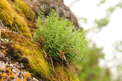 Oregon cliff fern (Woodsia oregana)