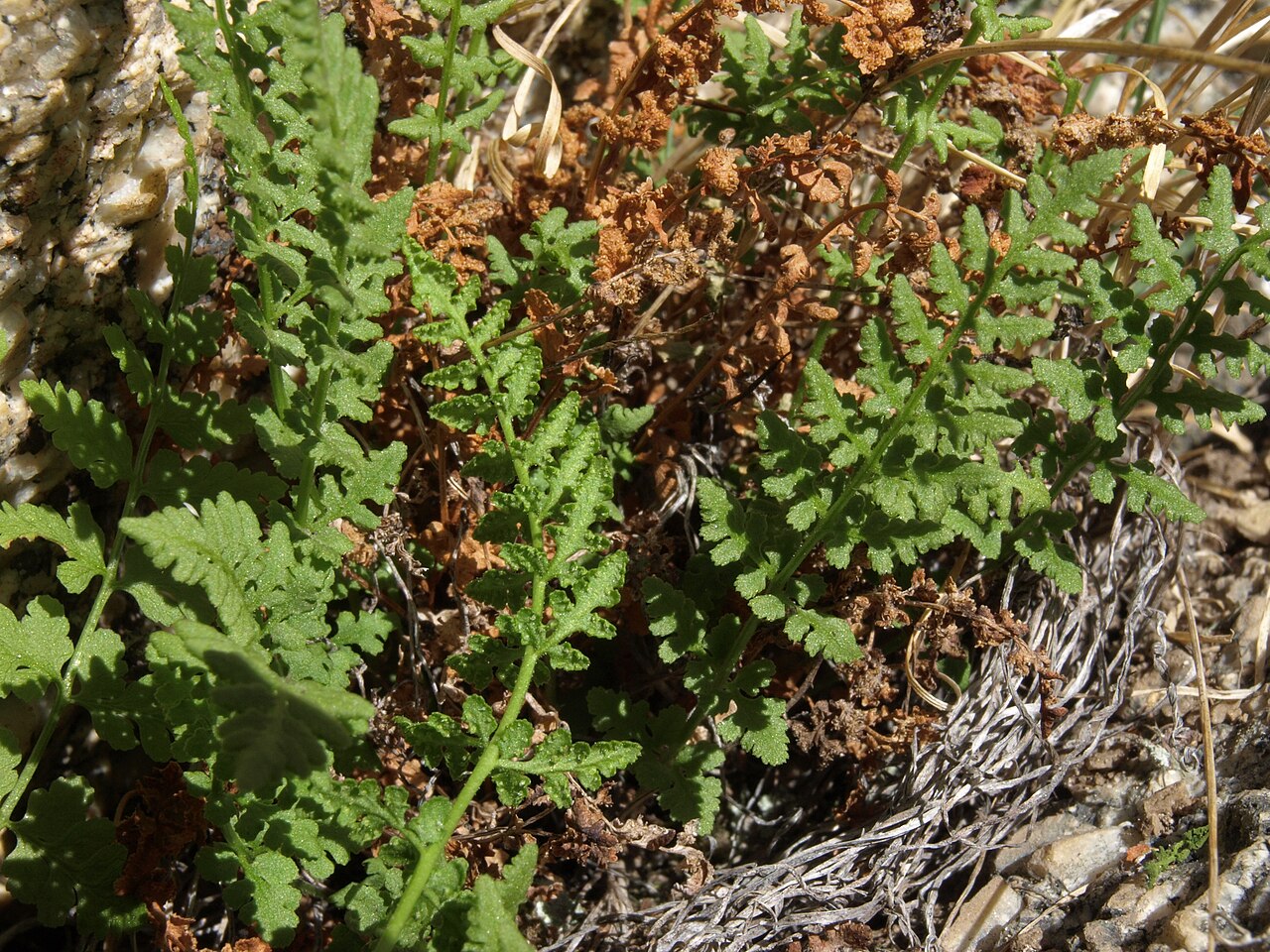 Oregon cliff fern: Oregon cliff fern, Woodsia oregana, White Mountains, elevation 2940 m