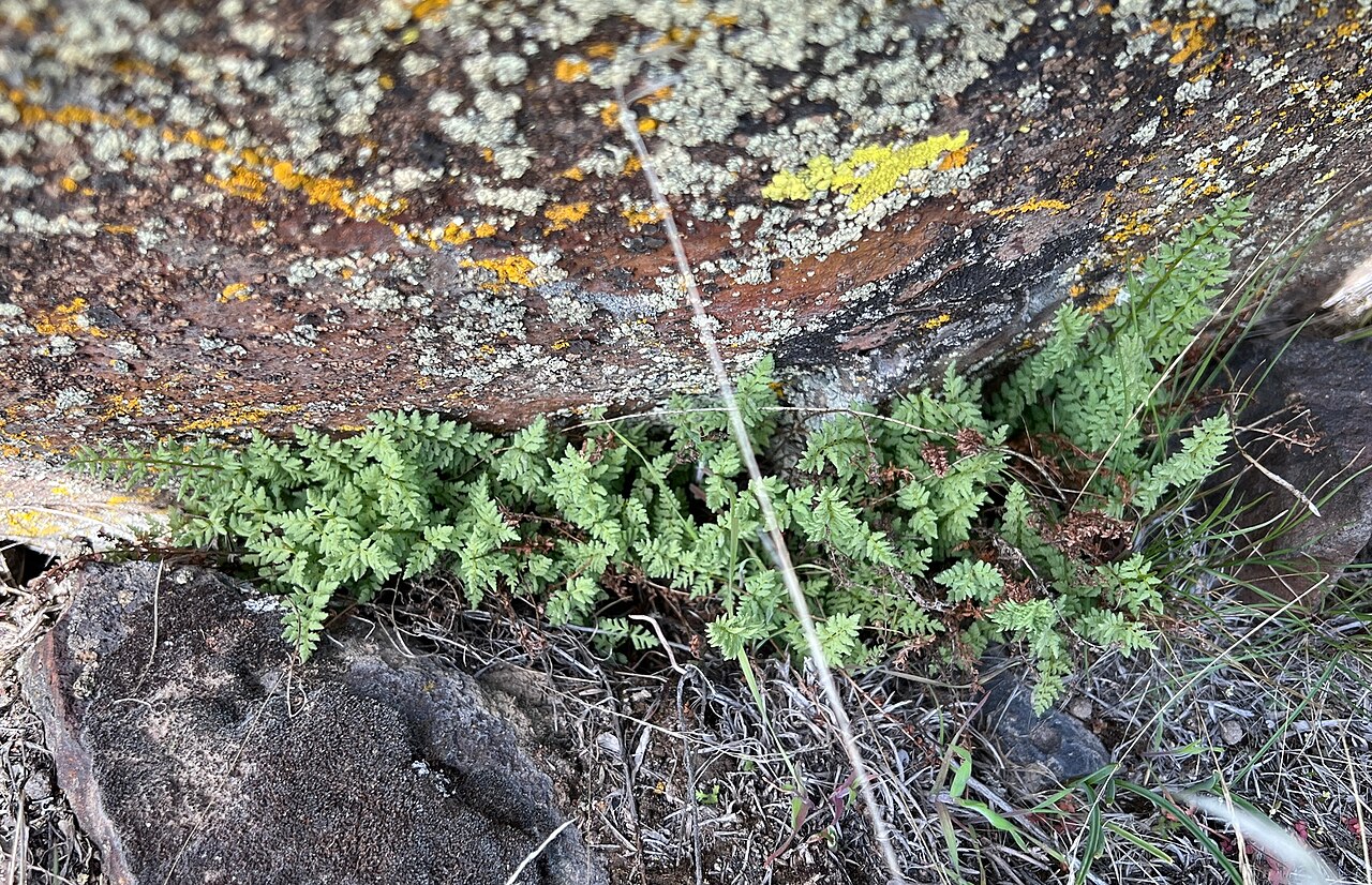 Oregon cliff fern: Woodsia oregana growing among rocks in dry area of the Columbia Plateau. This photograph also appears in iNaturalist Research Grade observation 156336118, contr
