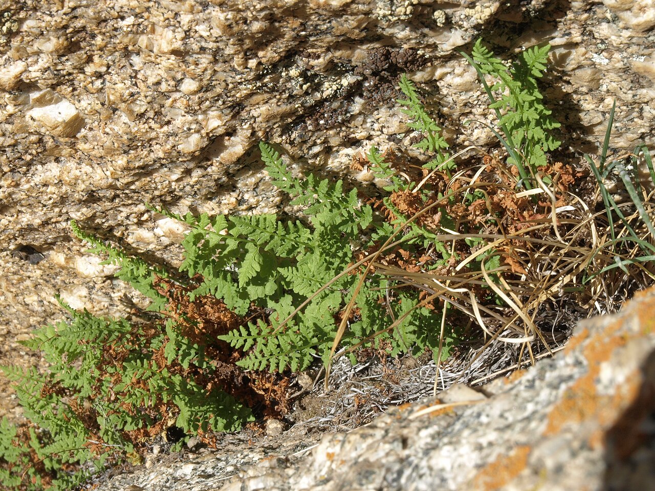 Oregon cliff fern: Oregon cliff fern, Woodsia oregana, White Mountains, elevation 2940 m