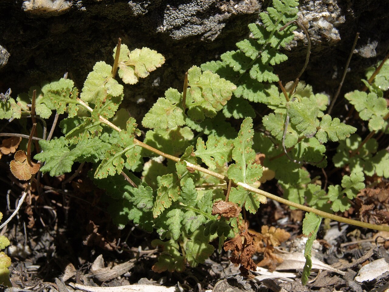 Oregon cliff fern: Oregon cliff fern, Woodsia oregana, White Mountains, elevation 2915 m