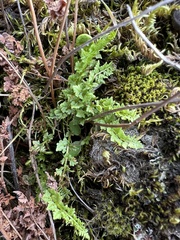 Oregon cliff fern (Woodsia oregana)