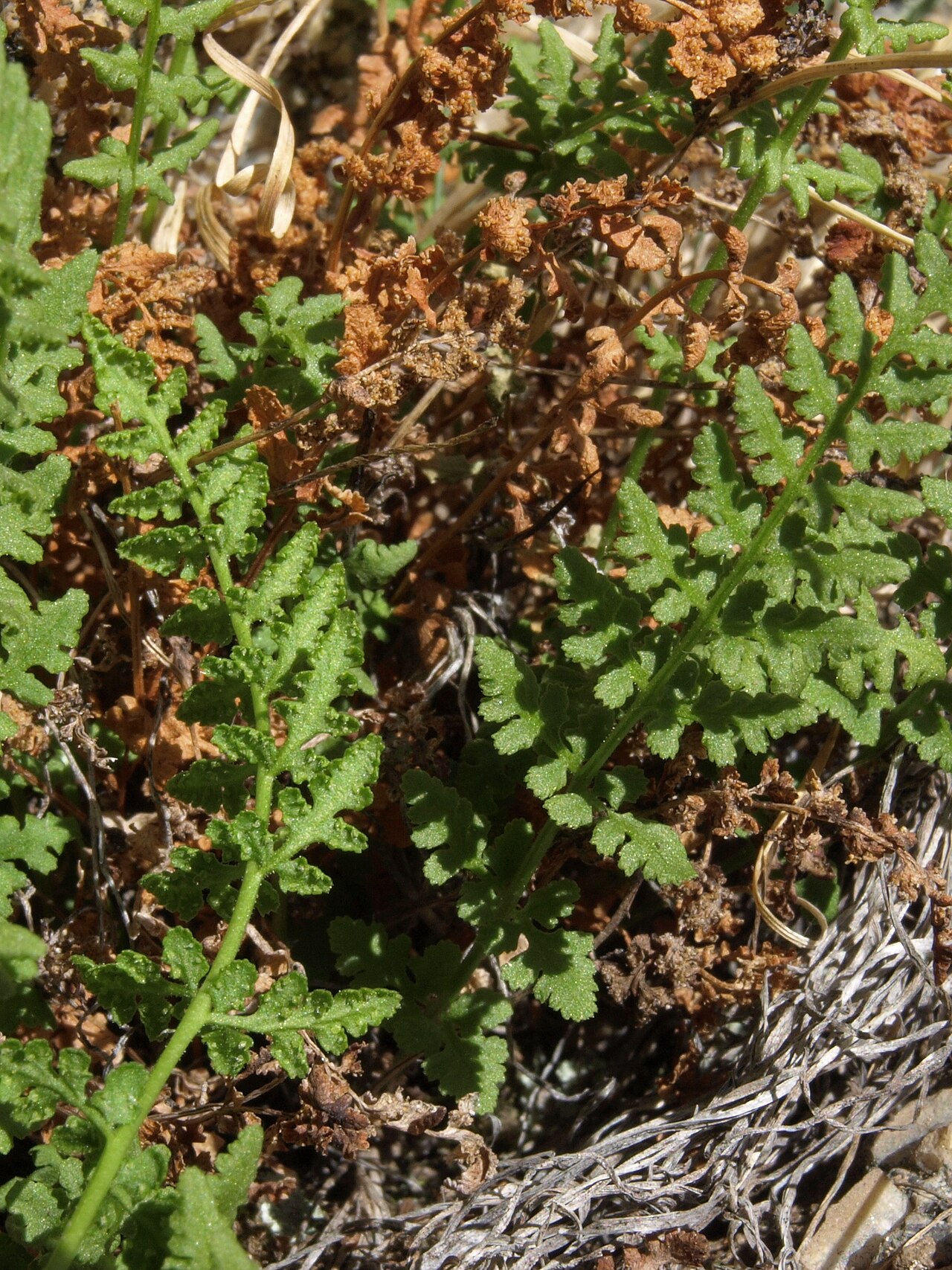Oregon cliff fern: Oregon cliff fern, Woodsia oregana, White Mountains, elevation 2940 m
