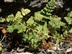 Oregon cliff fern (Woodsia oregana)