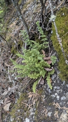 Oregon cliff fern (Woodsia oregana)