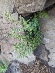 Oregon cliff fern (Woodsia oregana)