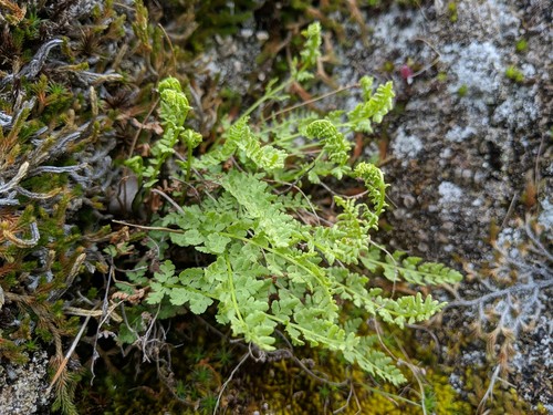 Oregon cliff fern (Woodsia oregana)
