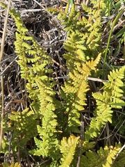 Oregon cliff fern (Woodsia oregana)