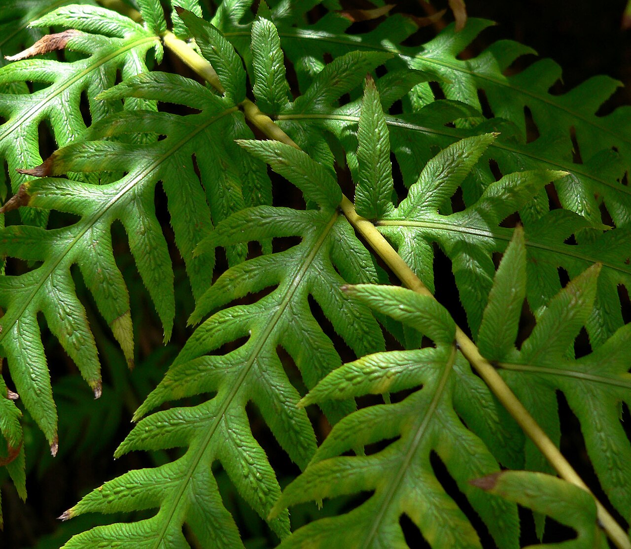 Giant chainfern: Woodwardia fimbriata in Pine Creek Canyon, Red Rock Canyon , Spring Mountains , southern Nevada