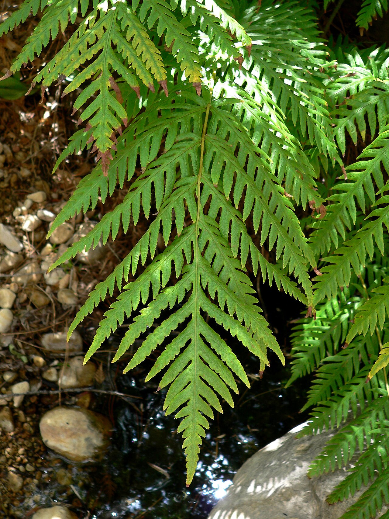 Giant chainfern: Woodwardia fimbriata in Pine Creek Canyon, Red Rock Canyon , Spring Mountains , southern Nevada (NNPS field trip).
